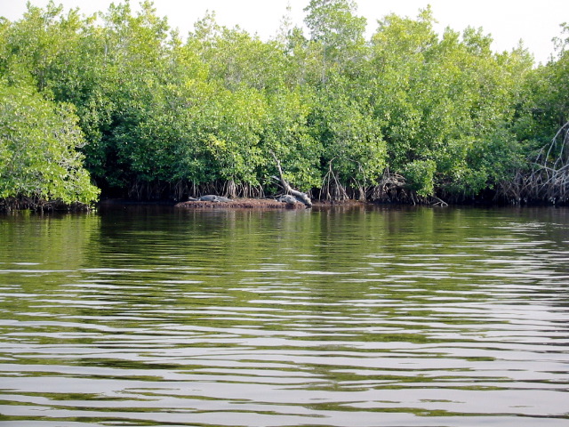 Gators - Plate Creek