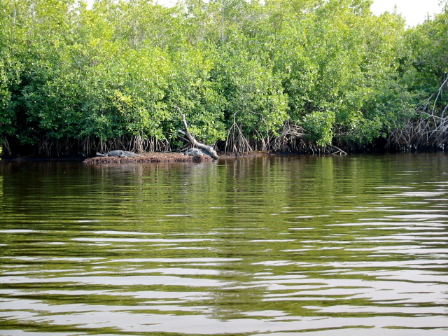 Gators - Plate Creek