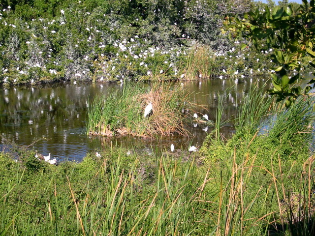 Eco Pond Rookery