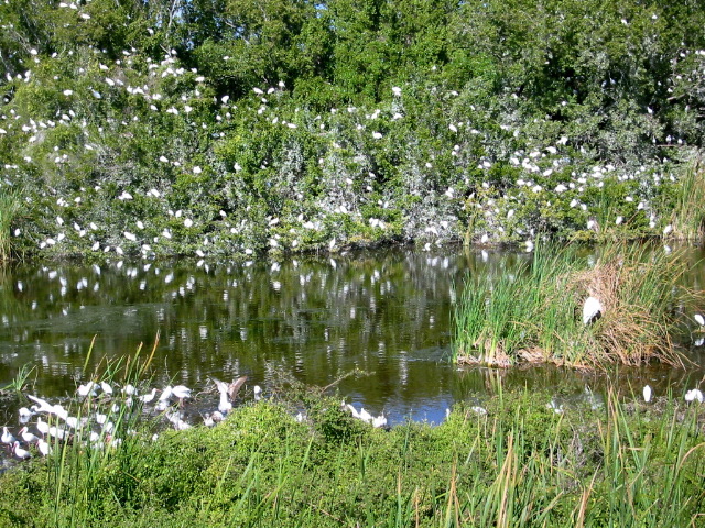 Eco Pond Rookery