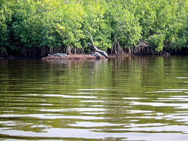 Gators - Plate Creek