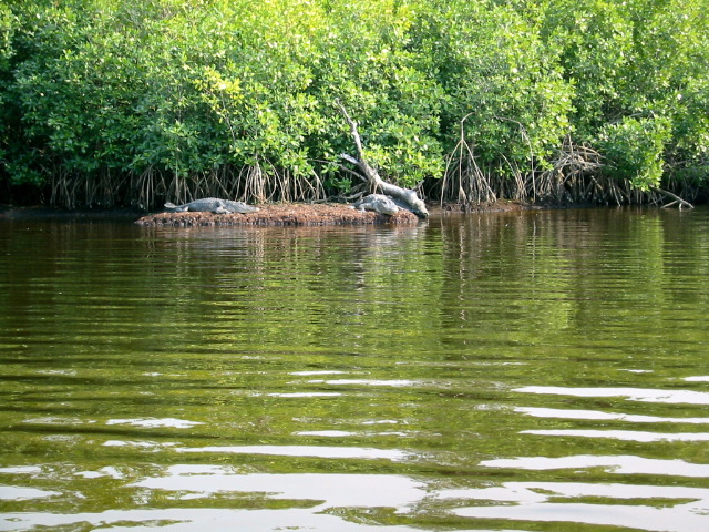 Gators - Plate Creek