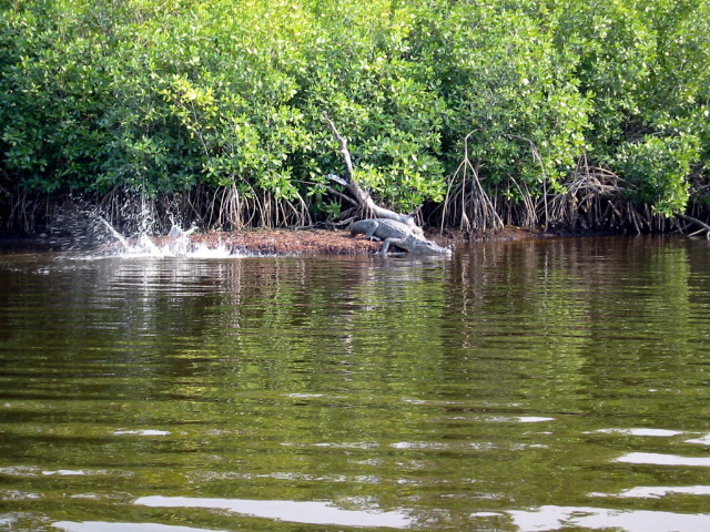 Gators - Plate Creek