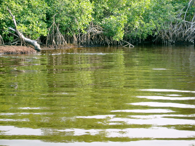 Gators - Plate Creek