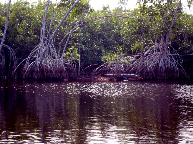 Gators - Plate Creek