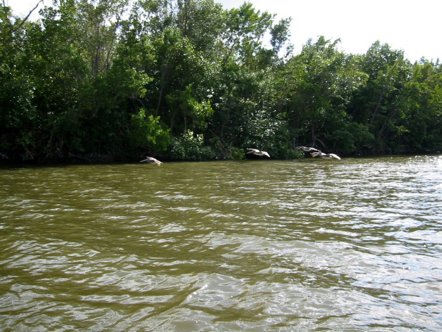 Flight of pelicans Broad River