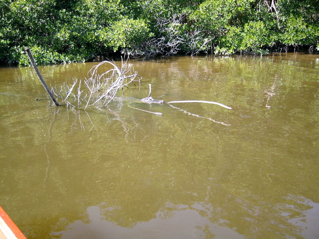 Passing a gator as we turn towards Broad Creek Nightmare route.