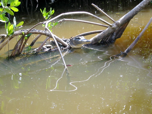 Gator amog the fallen trees - Broad Creek Nightmare route.