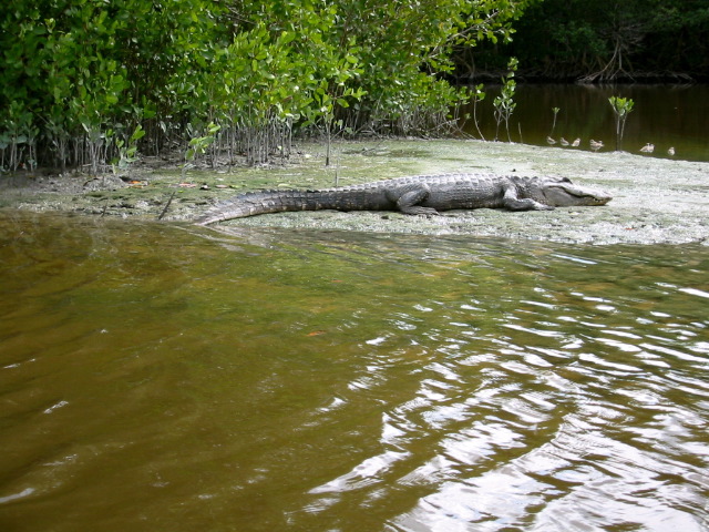 13 foot gator Harney River