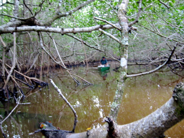 Ducking a branch.