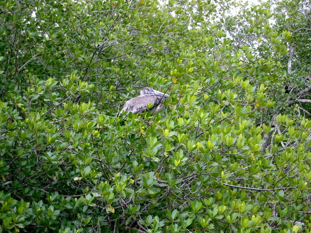 Pelican, Harney River roosting.