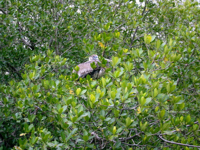 Pelican, Harney River roosting.