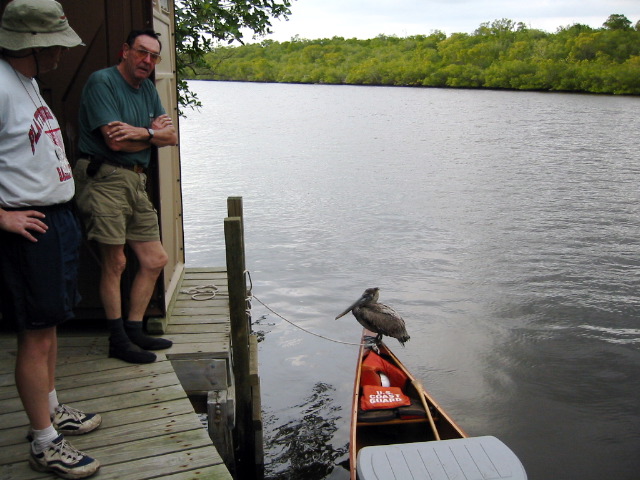 Walley the pelican at Harney River Chickee.