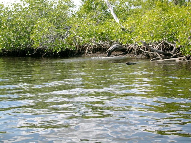 Gator plashing in the water at Harney River