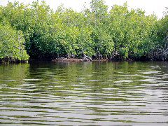 Gators - Plate Creek