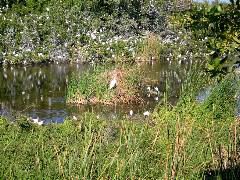 Eco Pond Rookery