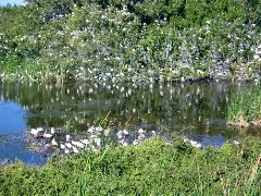 Eco Pond Rookery