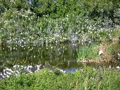 Eco Pond Rookery