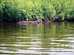 Gators - Plate Creek