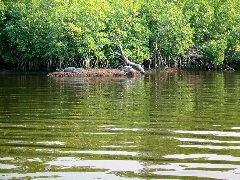 Gators - Plate Creek