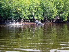 Gators - Plate Creek