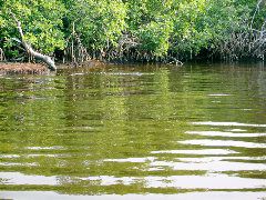 Gators - Plate Creek