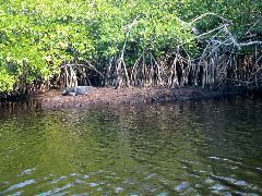 Gators - Plate Creek