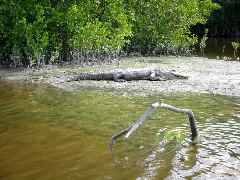 13 foot gator Harney River