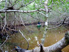 Ducking a branch.