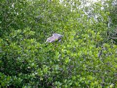 Pelican, Harney River roosting.