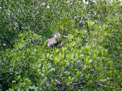 Pelican, Harney River roosting.