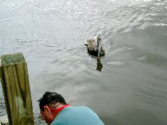 Walley, named by Doug, comes to visit at Harney River Chickee.