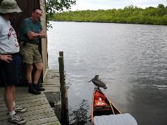 Walley the pelican at Harney River Chickee.