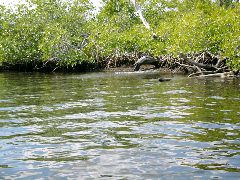 Gator plashing in the water at Harney River